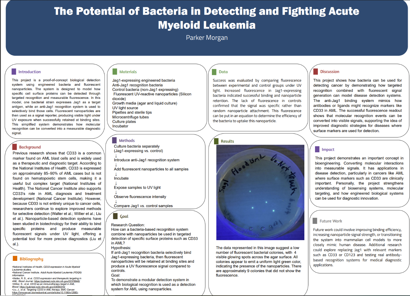 Thumbnail of Bacteria's potential in detecting Acute Myeloid Leukemia (AML)​