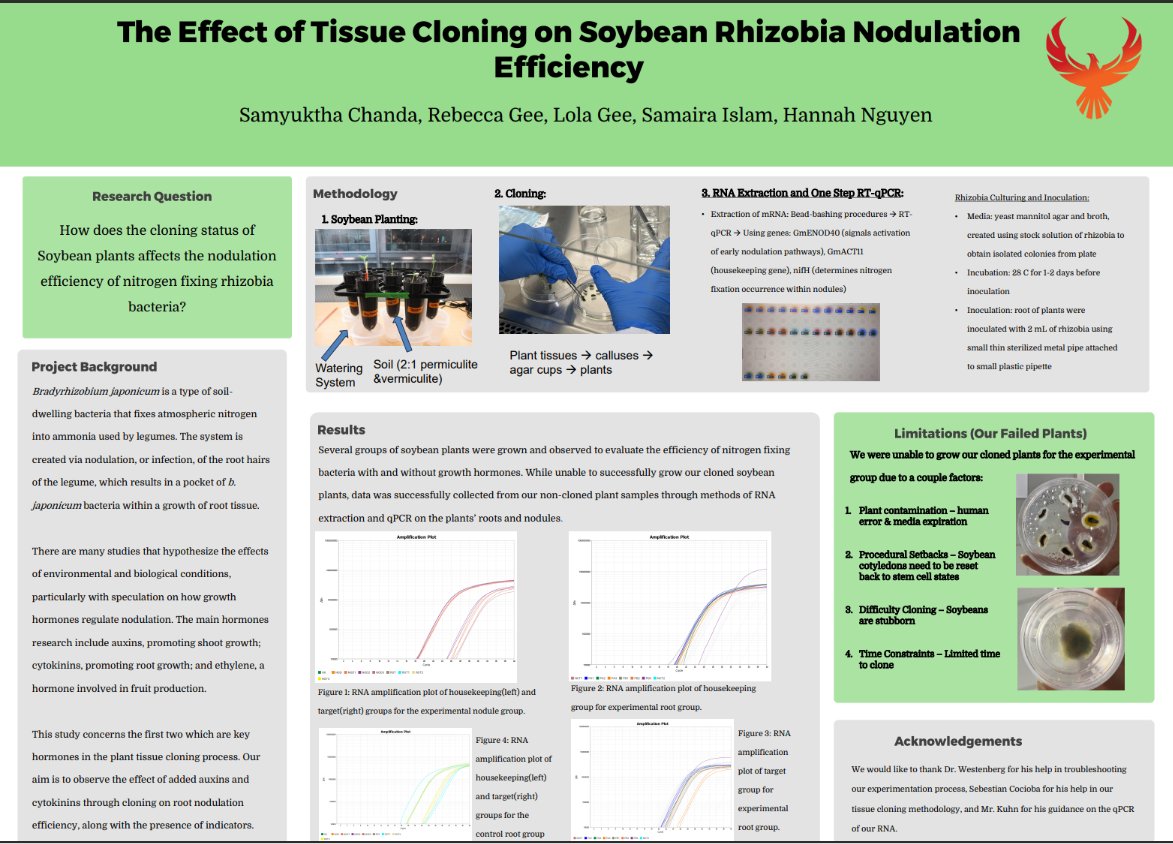 Thumbnail of The Effect of Tissue Cloning on Soybean Rhizobia Nodulation Efficiency